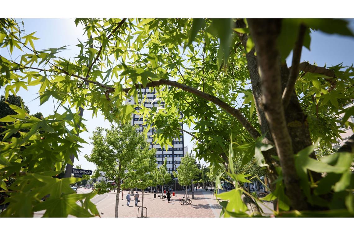 Der gestresste Stadtbaum - Was ihm helfen kann Stadtbäume müssen gut gepflegt werden, wenn sie überleben sollen.