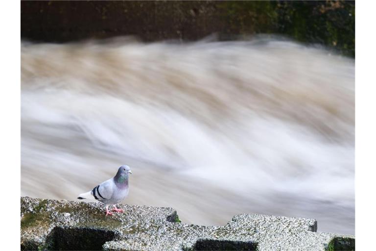 Stärkere Regenfälle hatten die Flusspegel in Niedersachsen Anfang Februar steigen lassen. Foto: Julian Stratenschulte/dpa