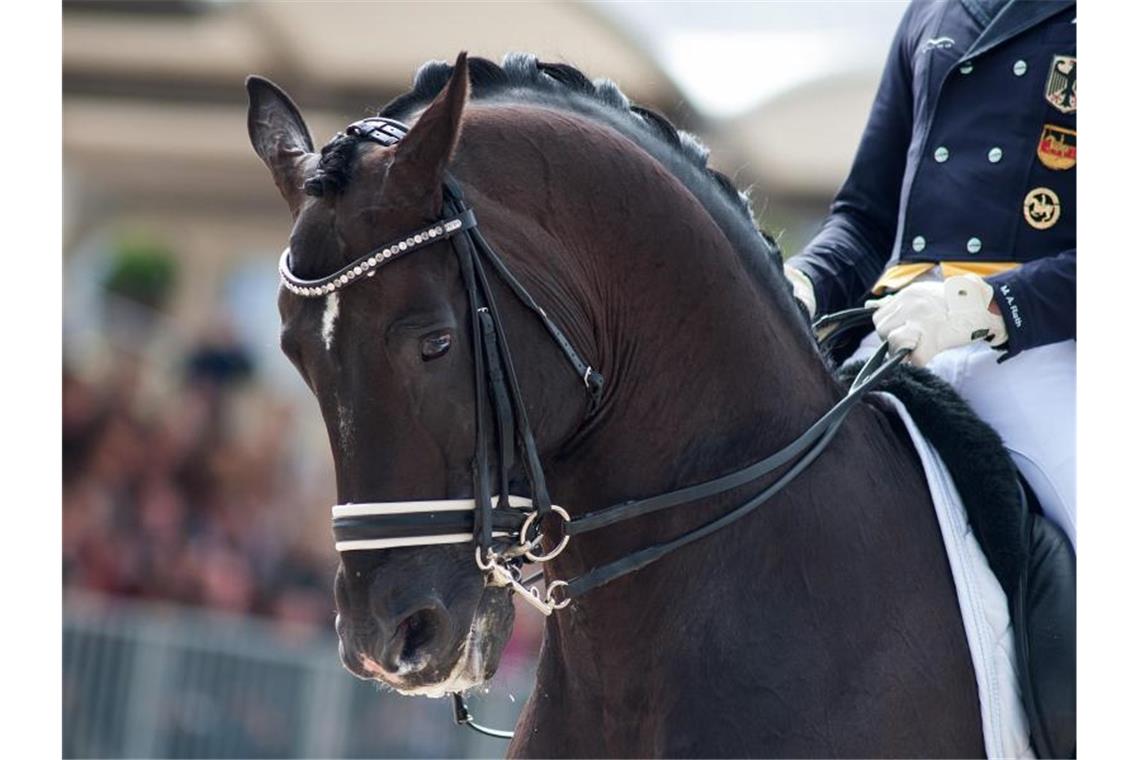 Teuerstes Dressur-Pferd der Welt: Totilas gestorben Starb im Alter von 20 Jahren an den Folgen einer Kolik: Wunderpferd Totilas. Foto: picture alliance / dpa