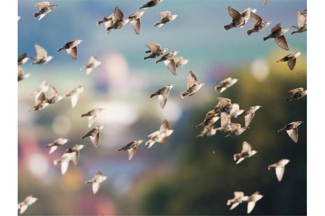 Stare fliegen über ein Feld. Foto: Julian Stratenschulte/dpa/Archivbild