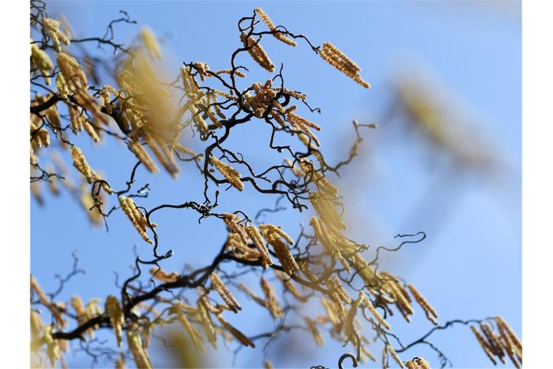 Pollenflug kann Ausbreitung von Coronavirus verstärken Starker Pollenflug kann einer Studie zufolge das Corona-Risiko erhöhen. Foto: Angelika Warmuth/dpa