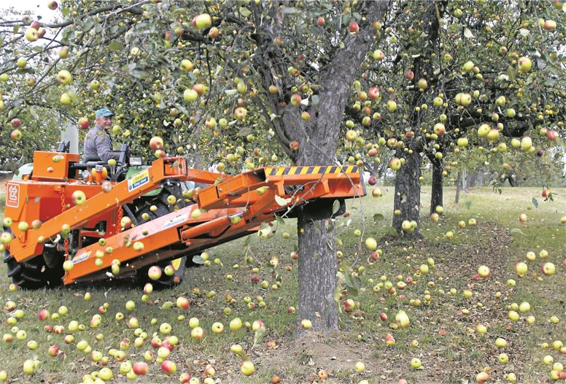 Statt mühsam mit dem Schüttelhaken oder grob mit dem Seilschüttler, bringt Hermann Wahl die Äpfel sanft mit dem neuen Greifer zu Fall. Foto: U. Gruber