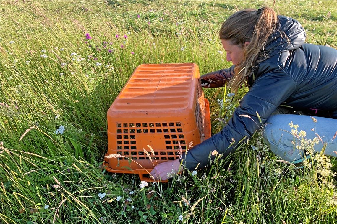 Rettung für Bambis kommt aus der Luft Stefanie Schlotterbeck deckt ein Kitz mit einem Wäschekorb ab, um es zu sichern. Ganz wichtig bei dieser Aktion: Kein direkter Körperkontakt.