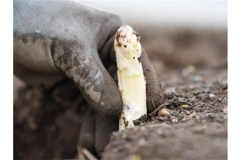 Steffen Großhans sticht Spargel auf einem durch eine Bodenheizung erwärmten Feld. Foto: picture alliance / Uwe Anspach/dpa/Archivbild