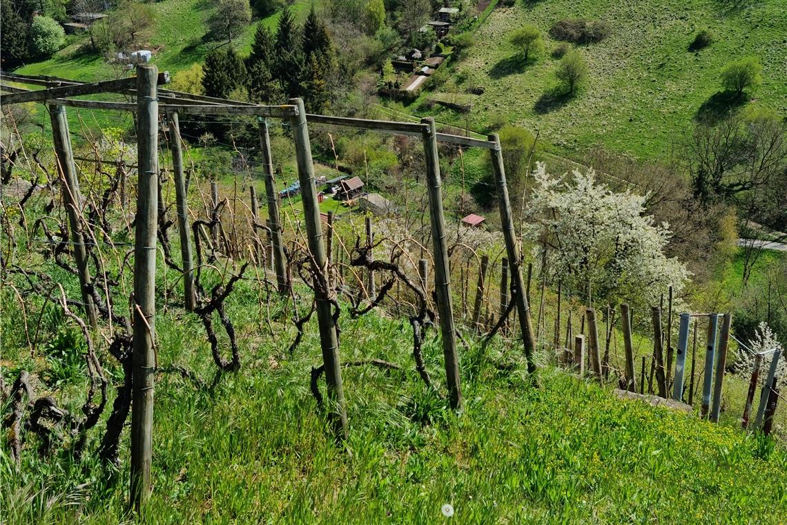 Weinberge in wildromantischer Gegend Steillage in den Kirchberger Weinbergen mit Ausblick auf die faszinierende Landschaft drumherum. Foto: I. Knack