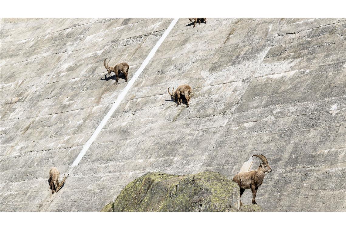Bilder des Tages Steinböcke auf dem Salanfe Staudamm in der Schweiz