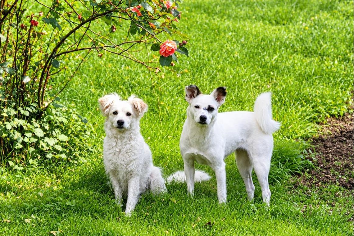 Stella und Nudel: Zwei Hunde überleben eine Vergiftung:   Im Januar 2024 nahmen ...