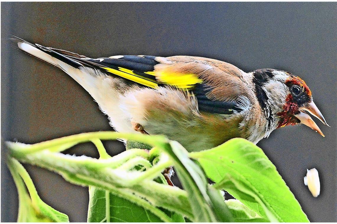 Stieglitz (Carduelis carduelis).