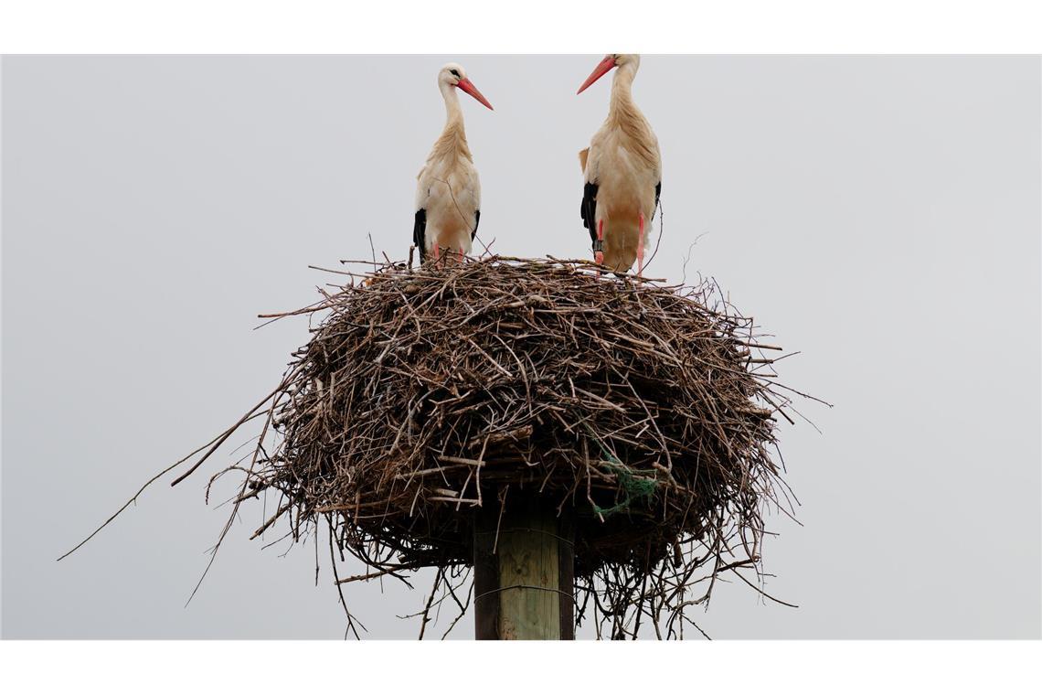 Störche stehen in ihrem Nest in Baden-Württemberg.