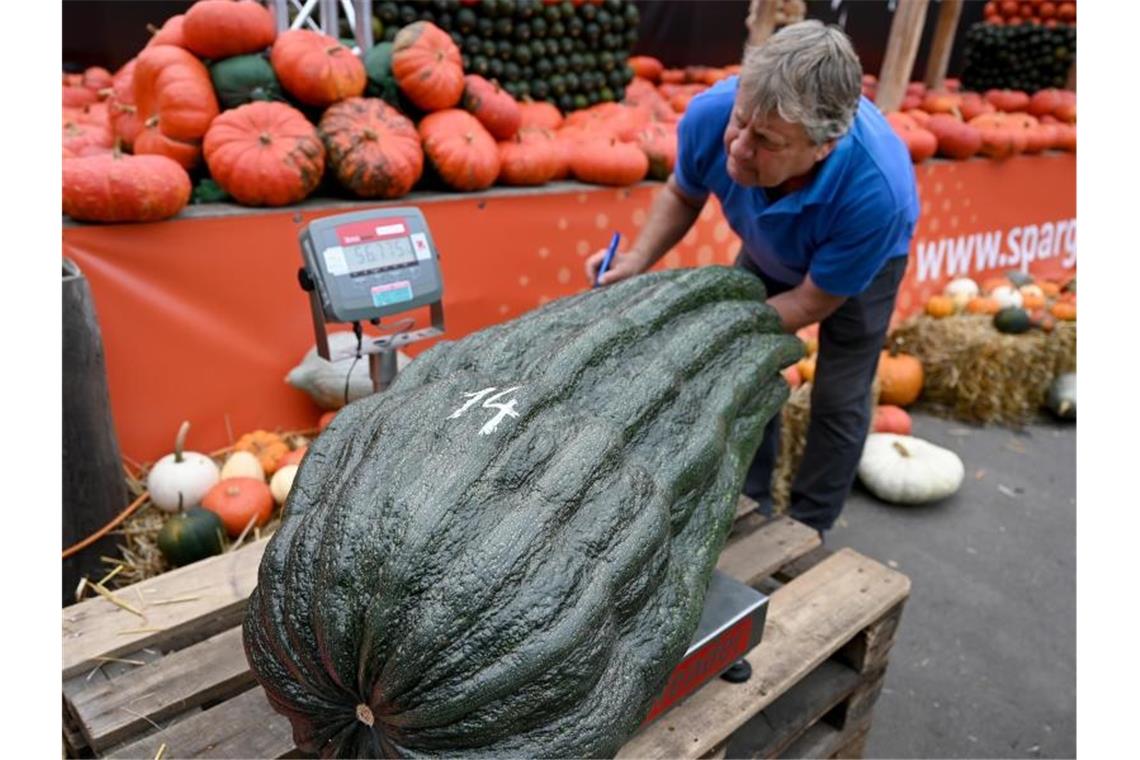 Stolze 56,75 Kilo brachte diese Zucchini auf die Waage - ein neuer deutscher Rekord. Foto: Monika Skolimowska/dpa-Zentralbild/dpa