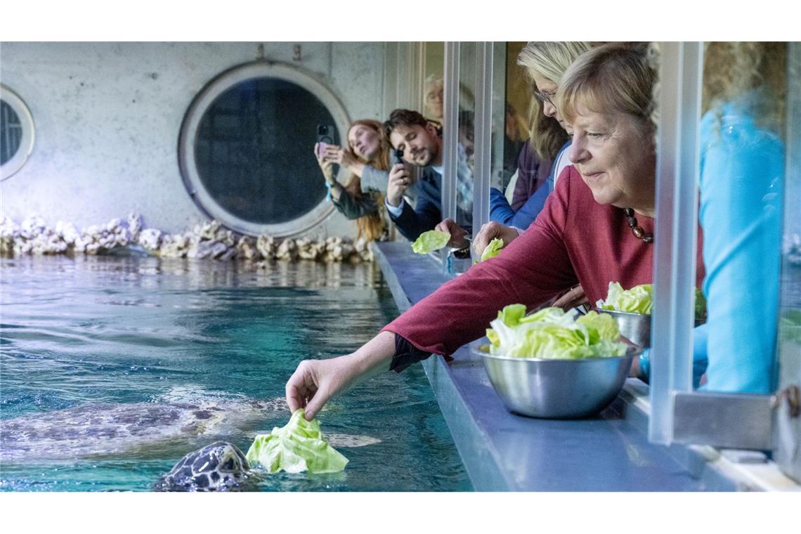 Stralsund: Ex-Kanzlerin Angela Merkel füttert Schildkröte bei Rundgang durch das Meeresmuseum