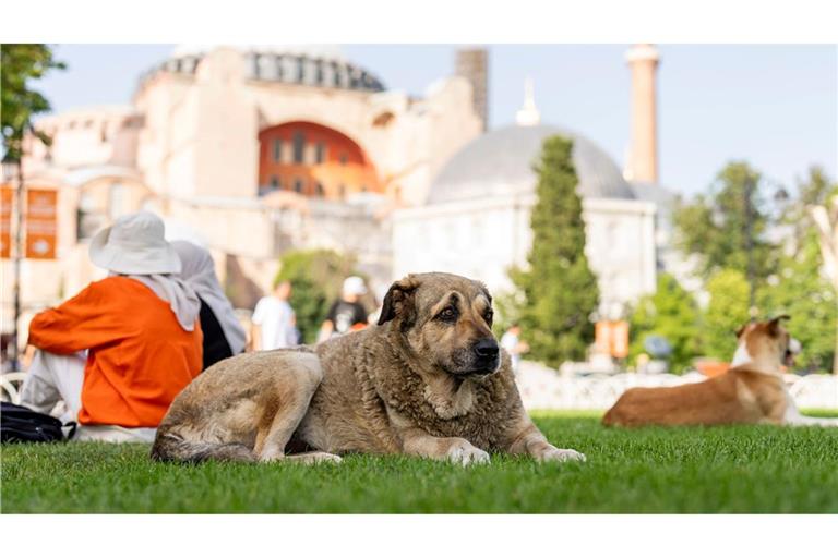 Straßenhunde in Istanbul sollen künftig nicht mehr gefüttert werden dürfen. (Archivbild)