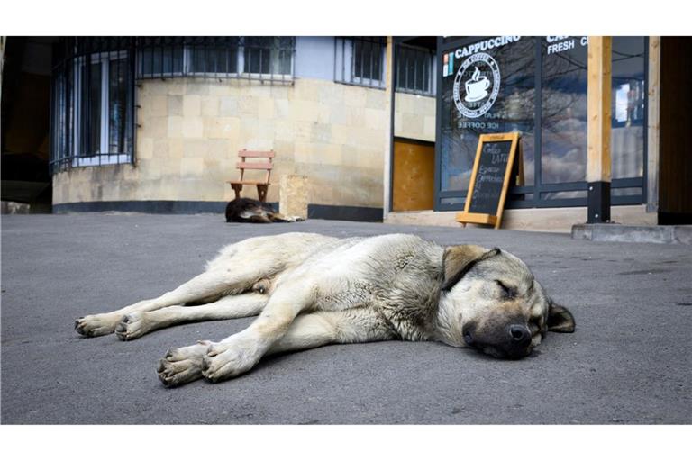 Straßenhunde sind oft gar nicht so unglücklich und allein, wie viele hierzulande meinen. (Archivbild)