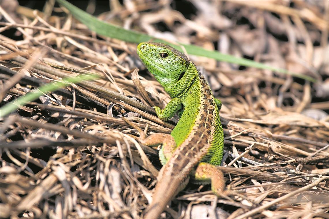 Streng geschützte Arten wie Zauneidechsen und viele andere Tiere haben sich auf der Deponie in Steinbach angesiedelt. Fotos: J. Rietze/G. Hermann/J. Mayer, Arbeitsgruppe für Tierökologie und Planung, Filderstadt