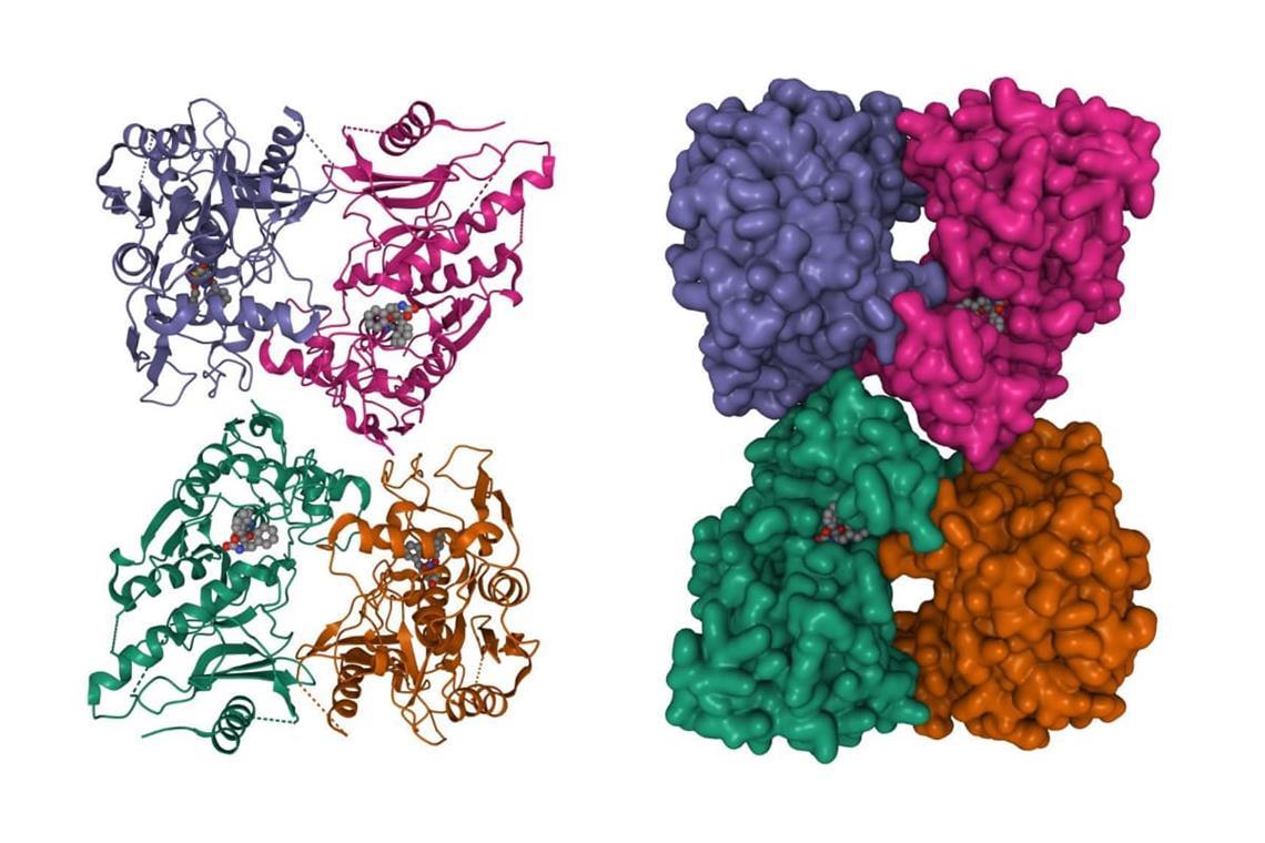 Streptokokken der Gruppe B