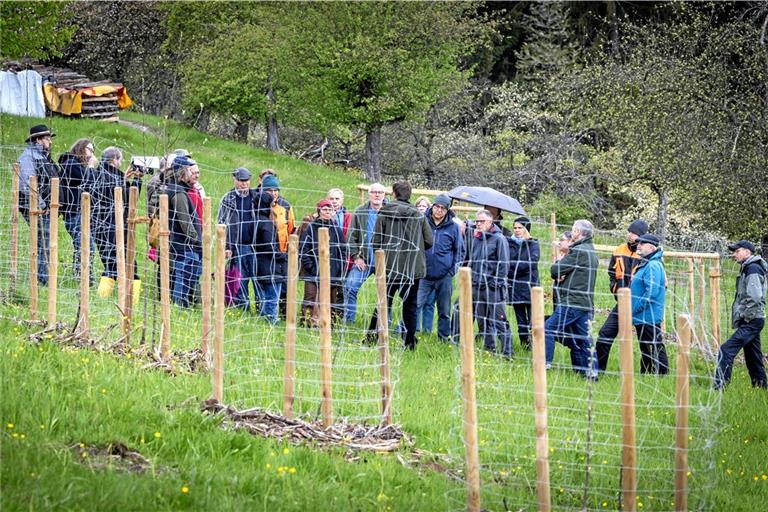 Streuobstberatungen sind wichtig und werden auch künftig gemacht. Aber eine halbe Stelle wird eingespart. Foto: Alexander Becher