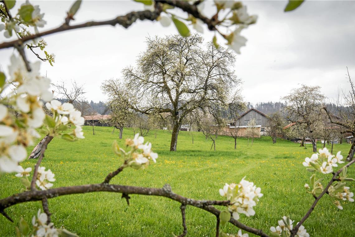Kirchberg beteiligt sich an Förderung für Obstbäume Streuobstbestände sind ein prägender Bestandteil des Landschaftsbilds in der Region. Symbolbild: Alexander Becher