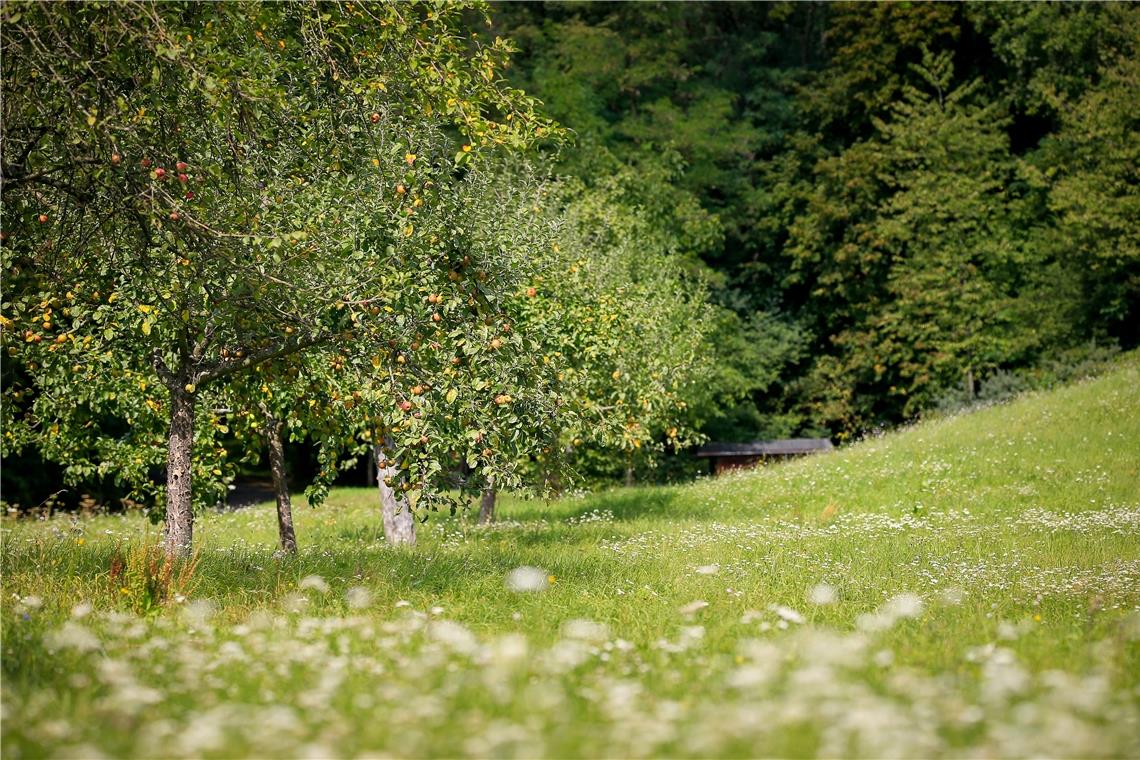 Anreiz für gesunde Streuobstwiesen