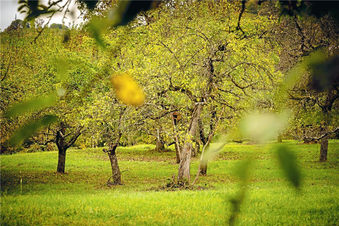 Streuobstwiesenbewirtschafter wollen sich besser vernetzen. Symbolfoto: Alexander Becher