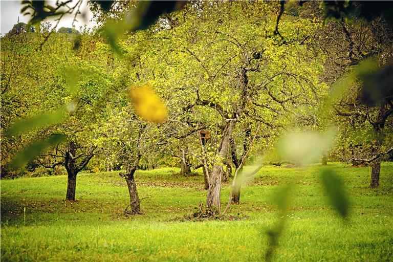 Streuobstwiesenbewirtschafter wollen sich besser vernetzen. Symbolfoto: Alexander Becher