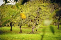 Streuobstwiesenbewirtschafter wollen sich besser vernetzen. Symbolfoto: Alexander Becher