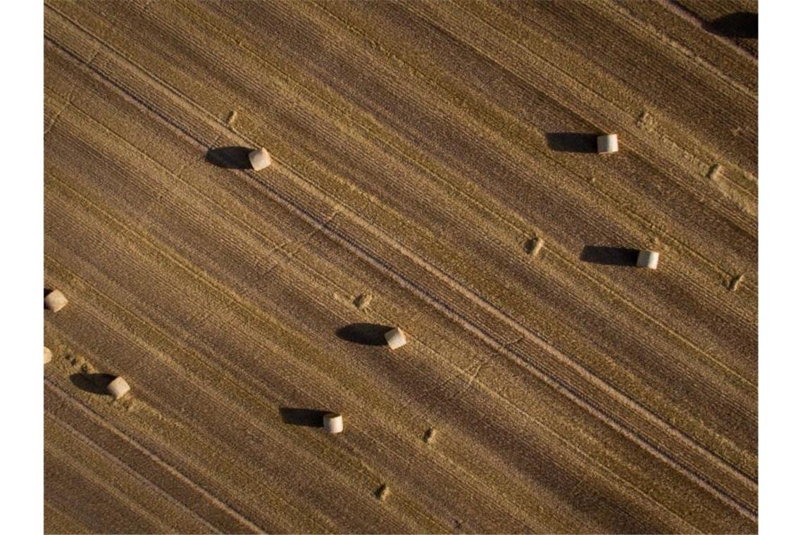 Strohballen liegen auf einem Getreidefeld. Foto: Friso Gentsch/Archivbild
