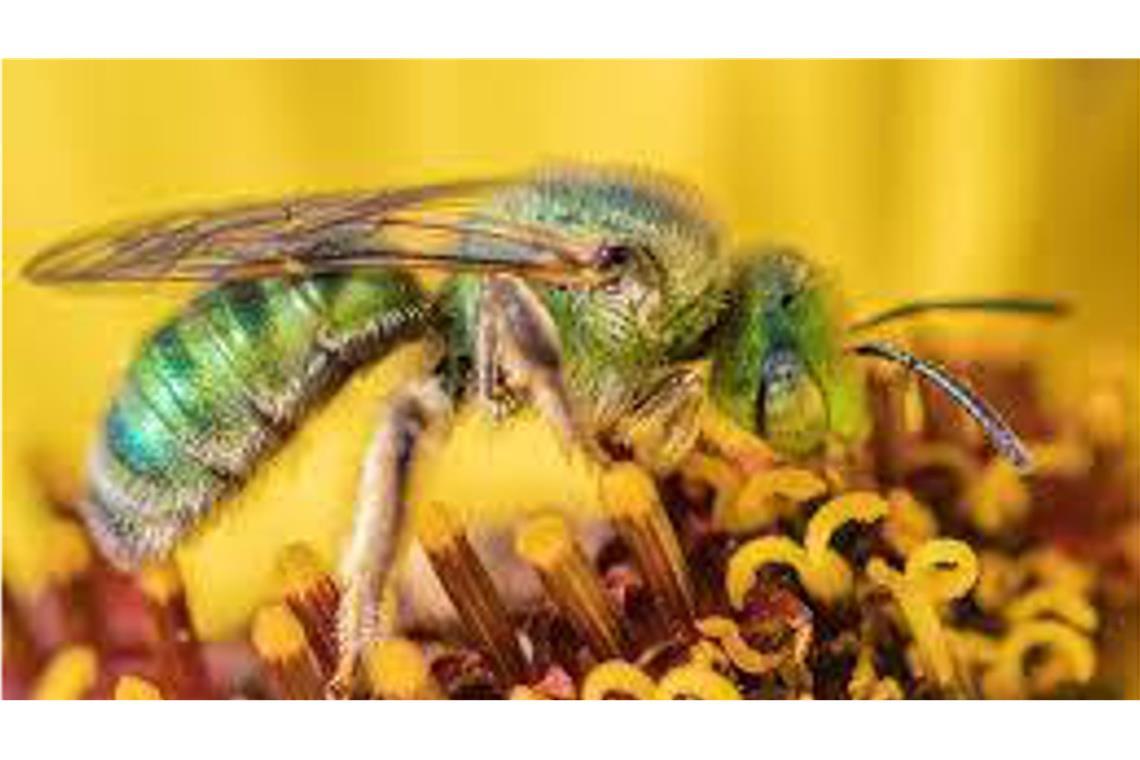 Strukturfarben verleihen der Wildbiene Agapostemon subtilior ihre schimmernde Färbung.