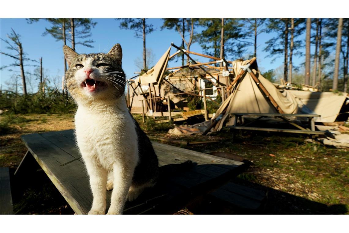 Bilder des Tages Stürme in den USA: Eine Katze sitzt vor einer zerstörten Hütte im Paradise Ranch RV Resort.