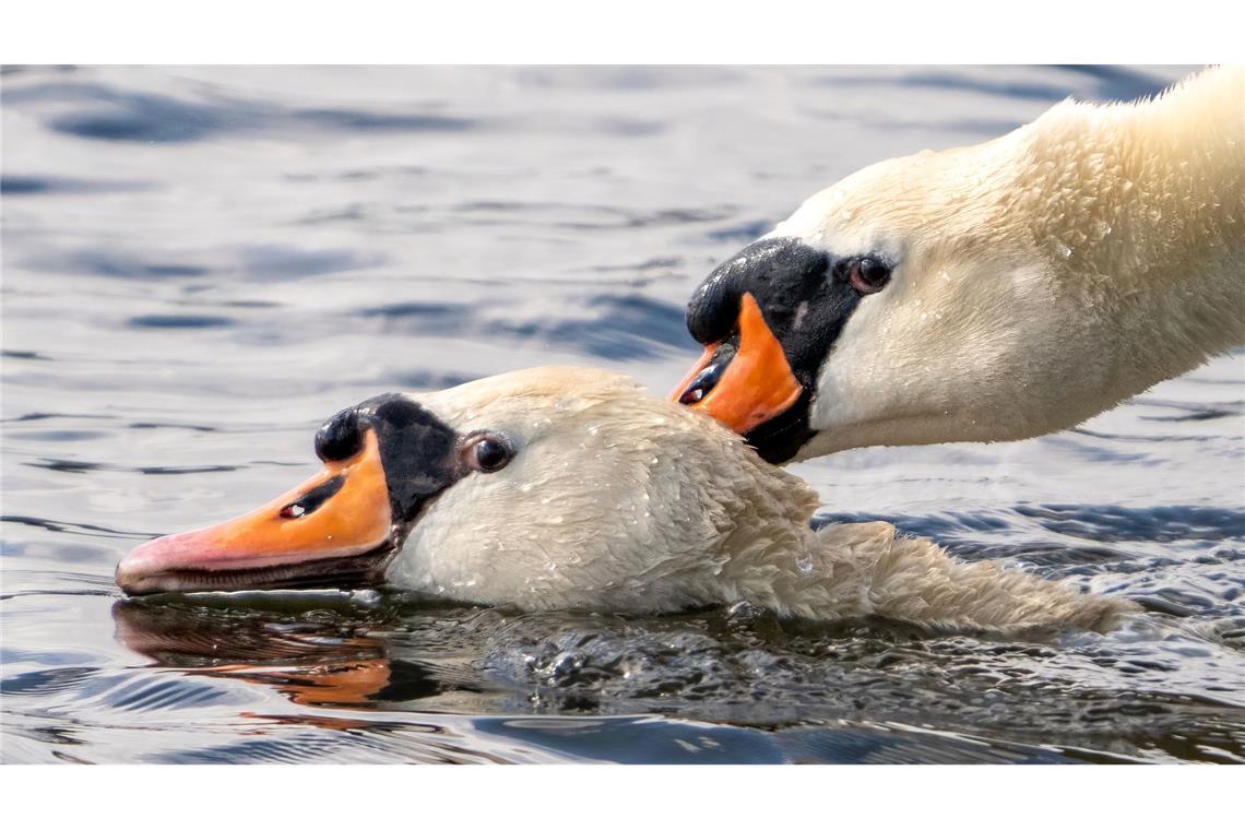 Stürmische Gefühle auf der Havel bei Potsdam: Ein männlicher Höckerschwan beißt in den Hals des Weibchens und drückt es unter Wasser - eine normale Liebkosung für Schwäne während der Paarung.