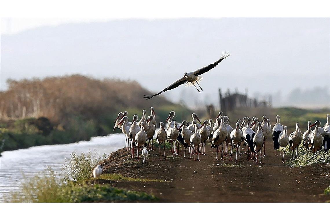 Südlich von Madrid sind rund 400 an der Vogelgrippe verendete Weißstörche geborgen worden.