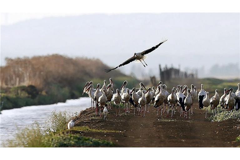Südlich von Madrid sind rund 400 an der Vogelgrippe verendete Weißstörche geborgen worden.