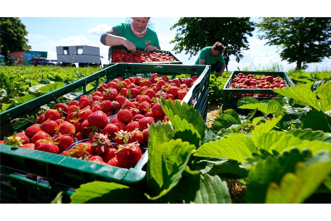 Bilder des Tages Süße Nascherei vom Feld: Erdbeeren werden zum Start in die Saison auf einem Feld der Obstgut Genossenschaft Seelitz geerntet.