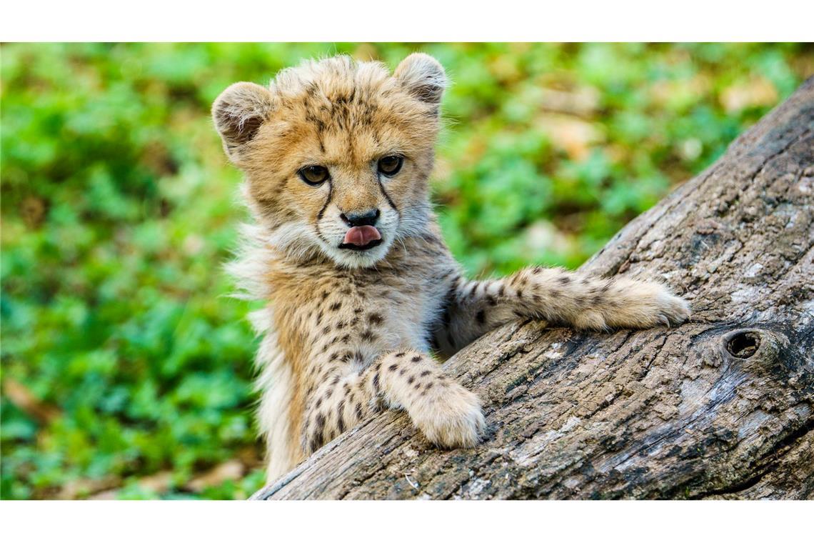 Süßer geht’s nicht: Gepardenmädchen Assama