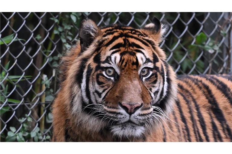 Sumatra-Tiger kommen nur auf der gleichnamigen Insel vor, aber es werden immer weniger. (Archivbild)
