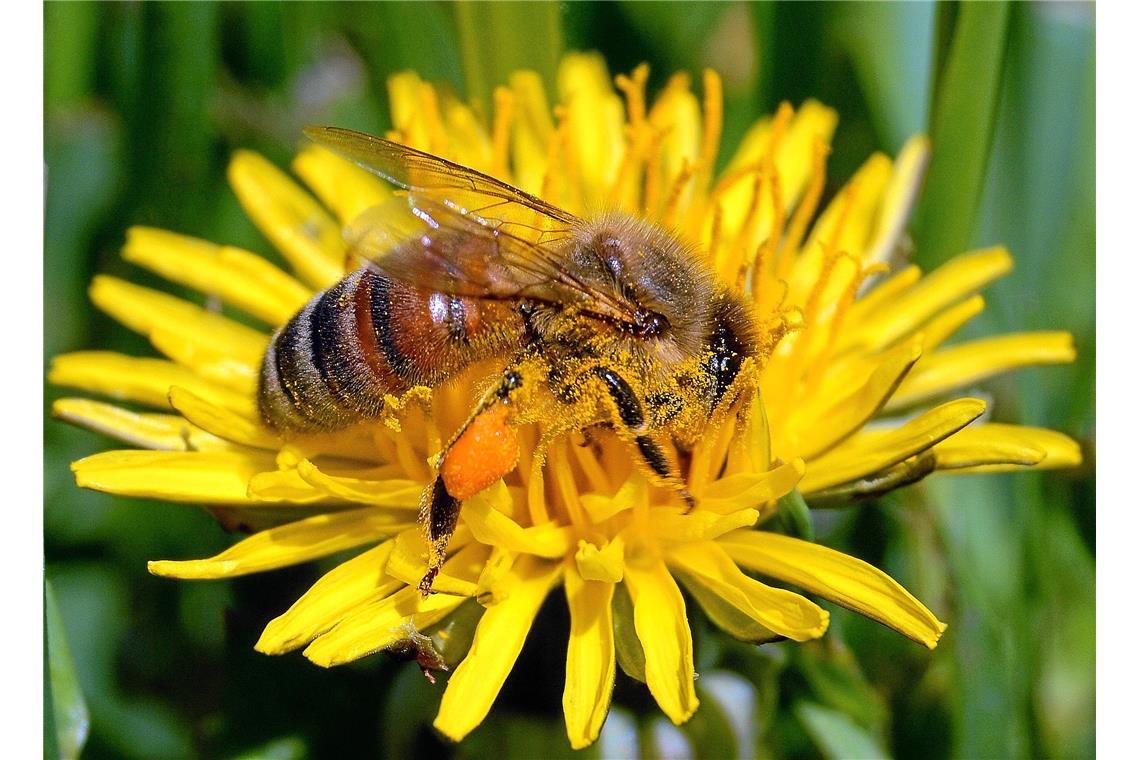 Summ, summ, summ, Bienchen summ herum 