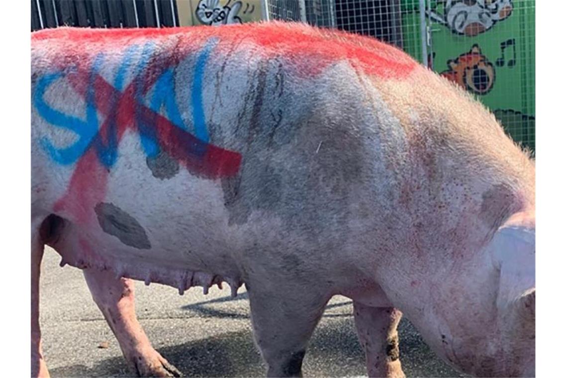 Schwein mit Parolen beschmiert: Verdächtiger ermittelt „SVW“ wurde in blauer Farbe auf eine Seite des Schweins gesprüht und dann in roter Farbe durchgestrichen. Foto: Tierrettung Rhein Neckar