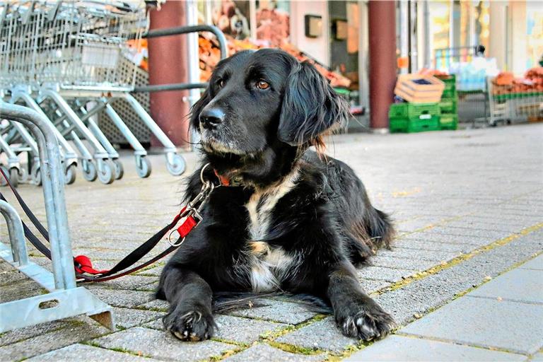 Symbolbid: Steve Przybilla 