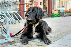 Symbolbid: Steve Przybilla 