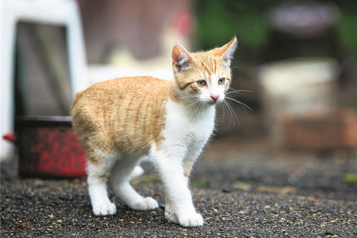 Katze mit Luftgewehr angeschossen