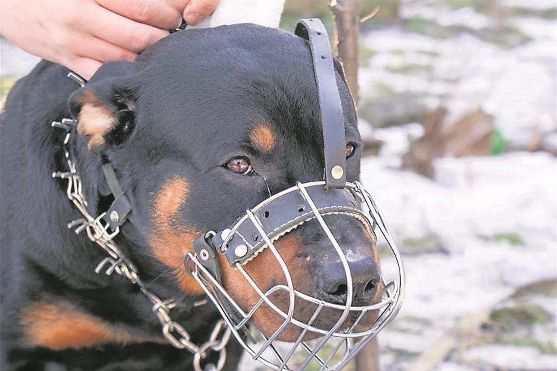 Beim Löschen von Hund gebissen Symbolfoto: Stock Adobe