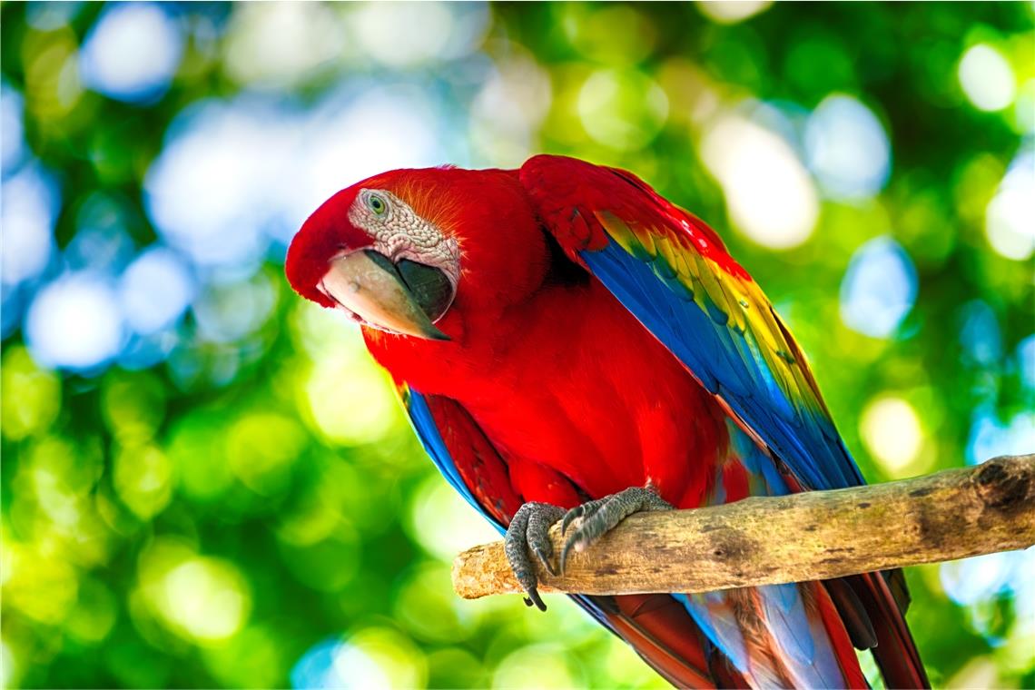 Tierischer Polizeieinsatz Symbolfoto: Stock-Adobe/Roman Stetsky