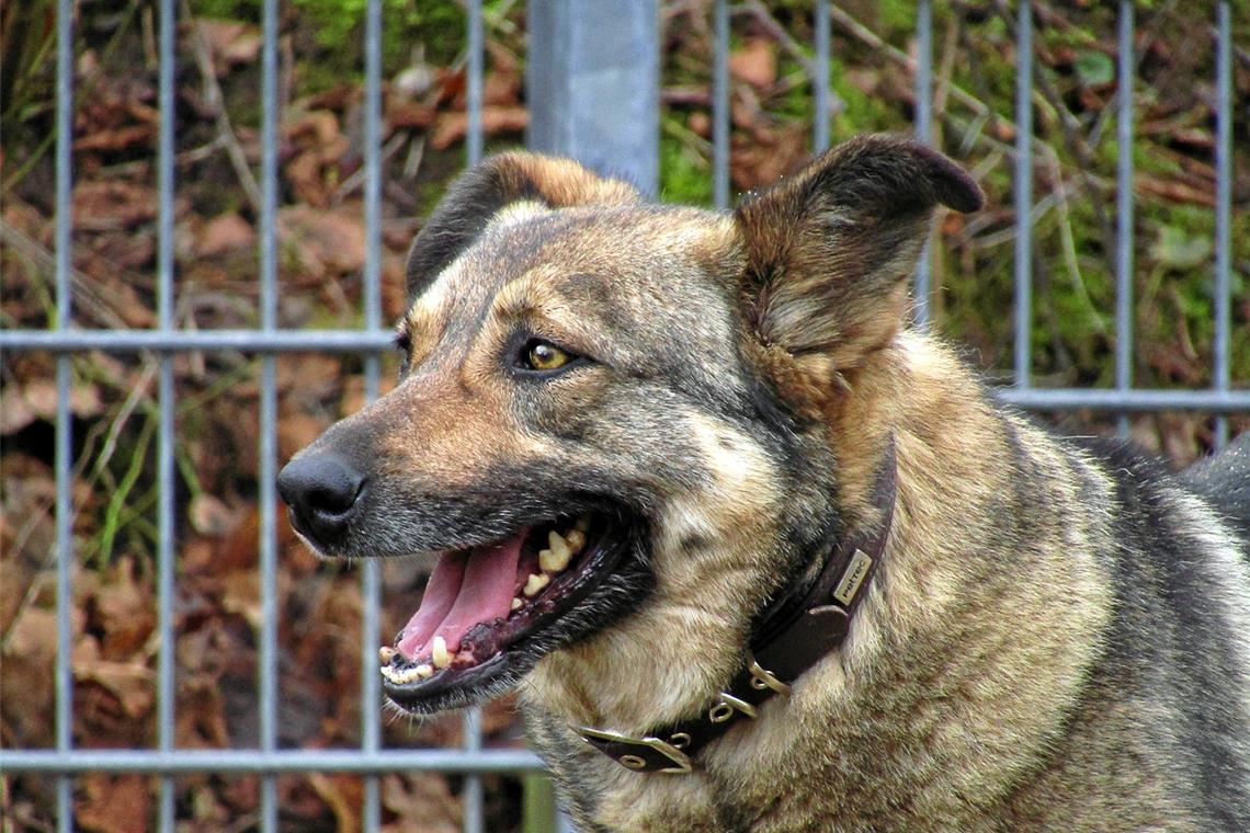 Tabby ist eine vier Jahre alte Schäferhündin. Foto: Tierschutzverein Backnang