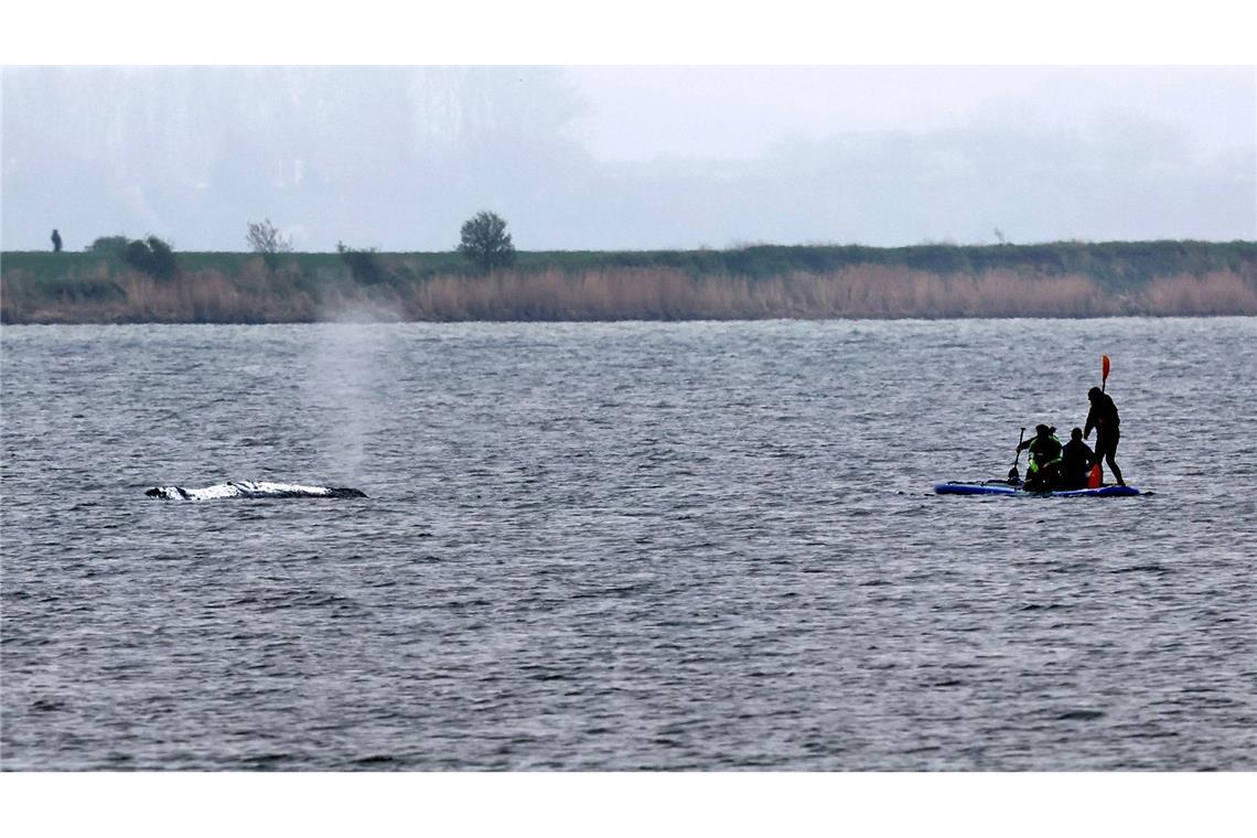 Wind nimmt zu - "Plan B" für Walrettung