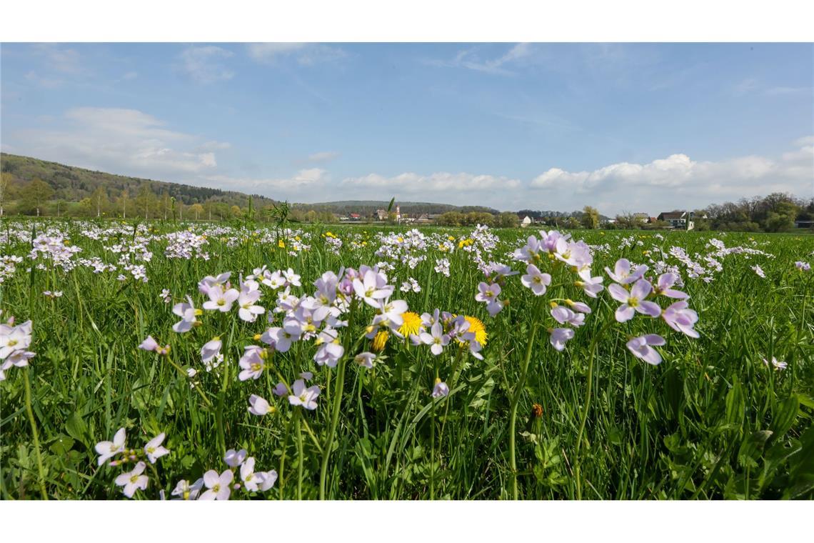 Tagsüber soll es frühlingshaft mild werden - nachts dagegen frostig.