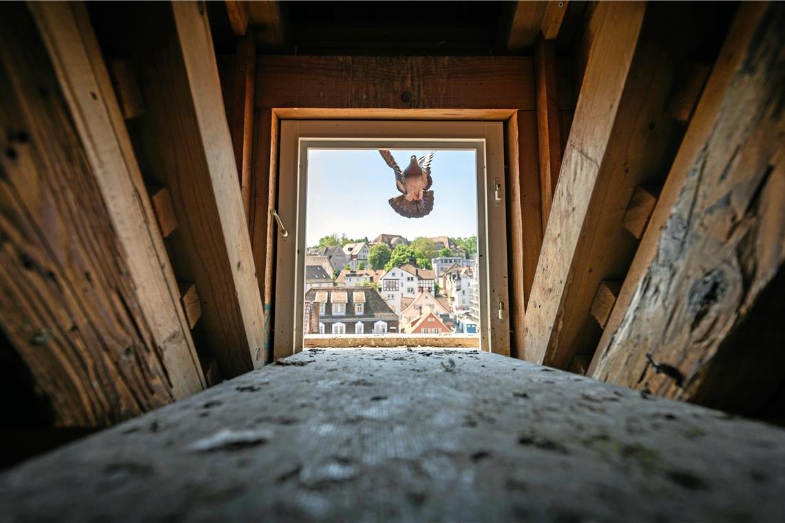 Taube im Anflug: Im Backnanger Rathaus bekommen die Vögel einen Rundumservice, jedoch keinen Nachwuchs. Fotos: Alexander Becher