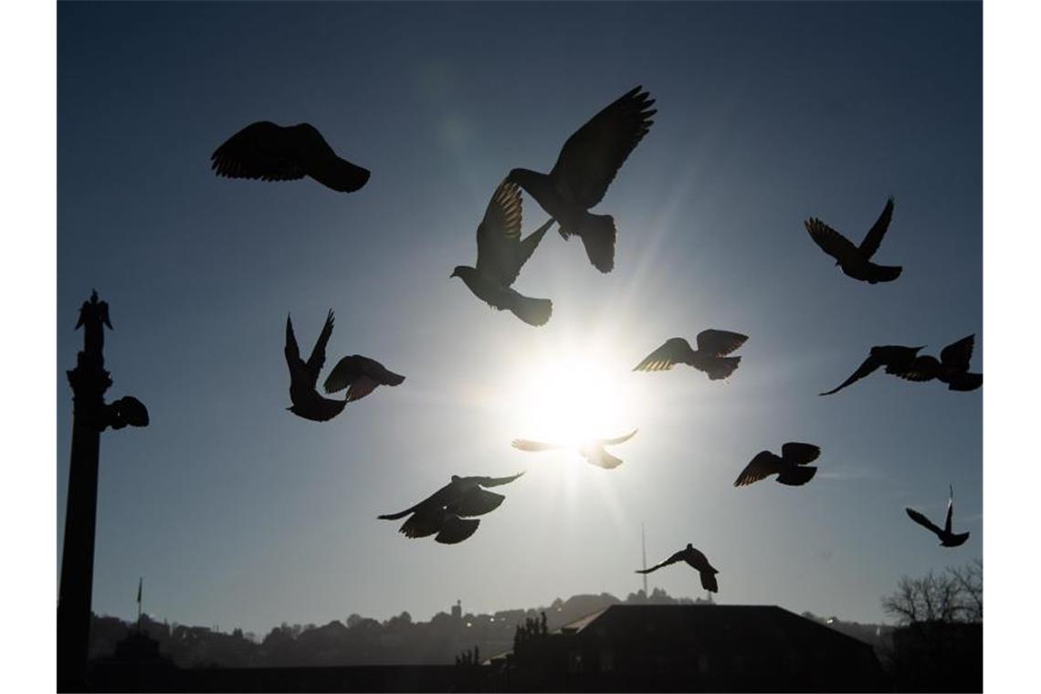 Tauben fliegen in der Morgensonne über den Schloßplatz. Foto: Sebastian Gollnow/dpa/Archivbild