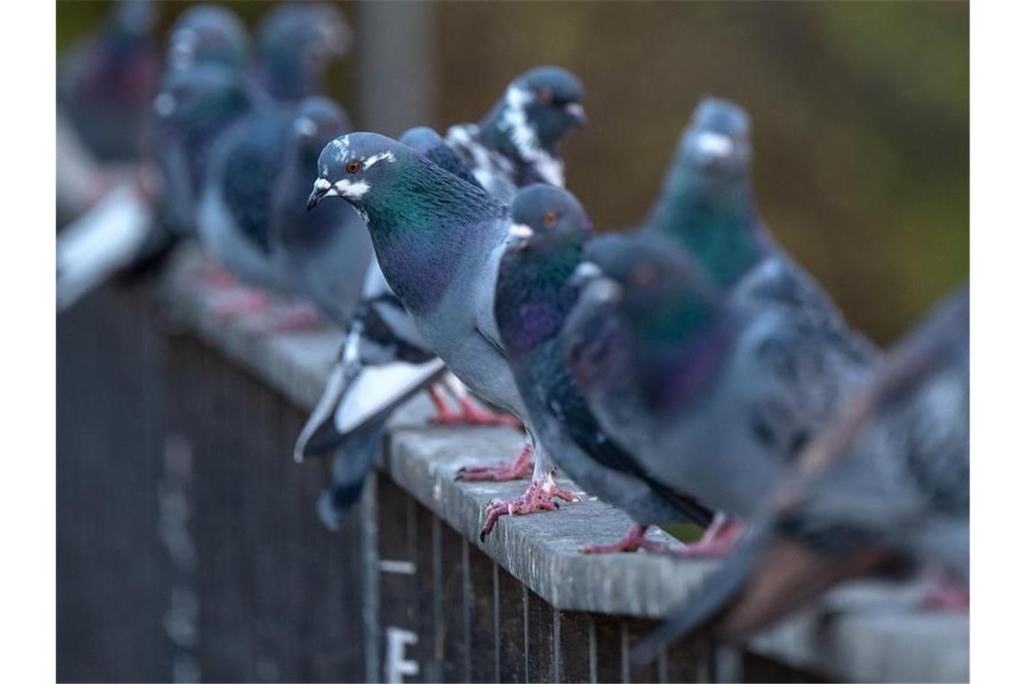 Gericht verbietet Taubentöten Tauben sitzen auf einem Brückengeländer. Foto: Monika Skolimowska/dpa-Zentralbild/dpa