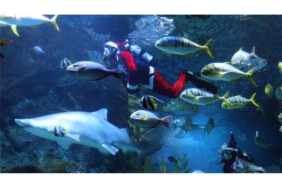 Taucher in Weihnachtsmannkostümen treten in der Sea Life Bangkok Ocean World in Bangkok auf.