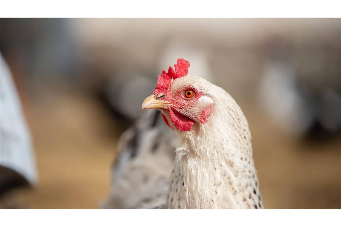 Tausende Masthähnchen sollen bei dem Brand ums Leben gekommen sein. (Symbolbild)