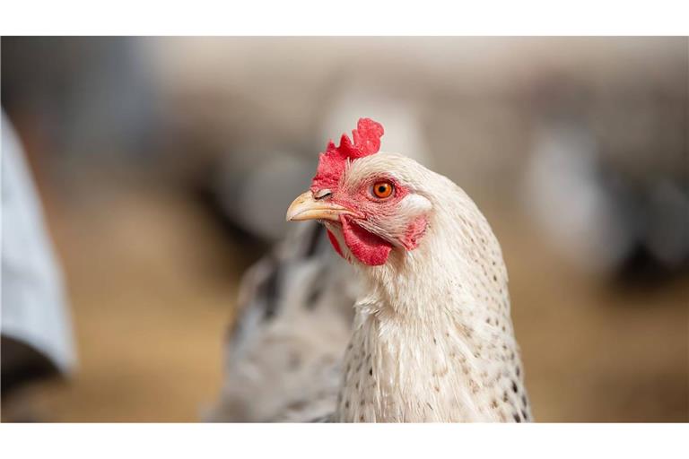 Tausende Masthähnchen sollen bei dem Brand ums Leben gekommen sein. (Symbolbild)